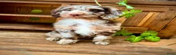 Sproodle dogs for sale: Merle and Chocolate F1  Sproodles  - Advert 10