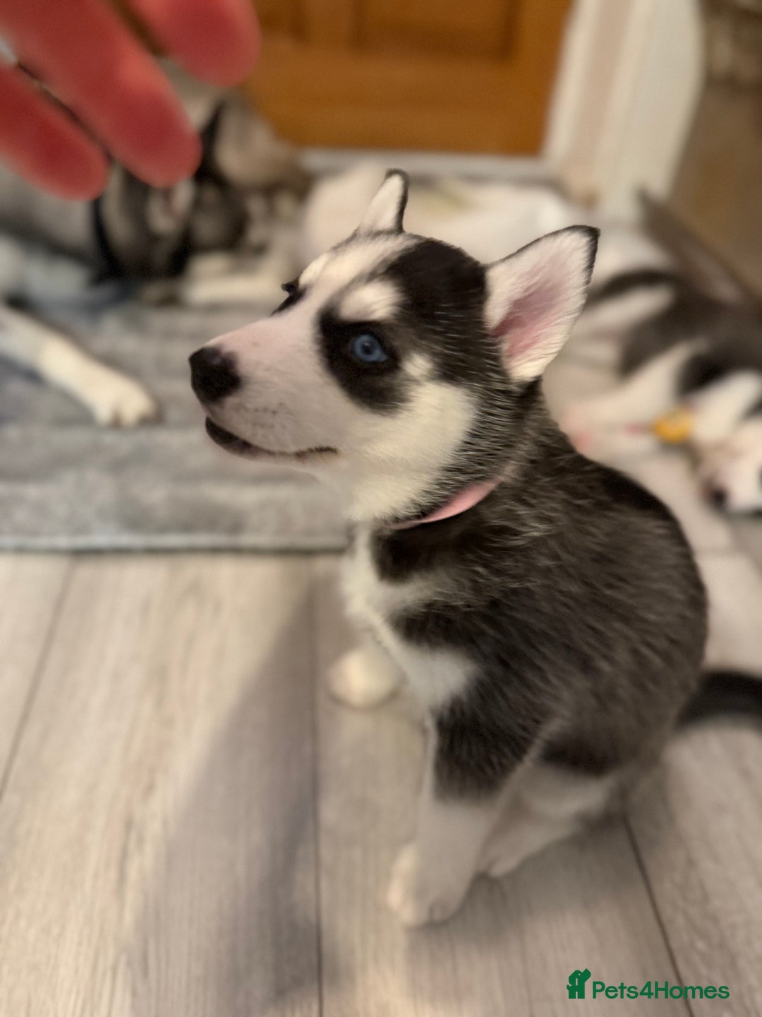 Siberian Husky dogs for sale: Strong Chunky Siberian Husky puppy’s  - Image 19