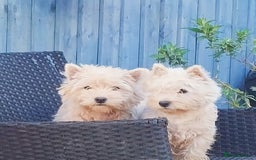 West Highland Terrier dogs for sale: Outstanding KC show line puppies  - Image 2