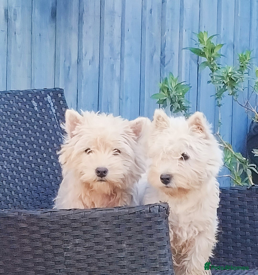 West Highland Terrier dogs for sale: Outstanding KC show line puppies  - Image 2