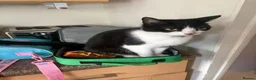 Mixed Breed cats for sale: Five Loving Kittens Ready for Forever Homes - Advert 18