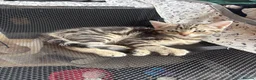 Mixed Breed cats for sale: Kittens - Advert 3