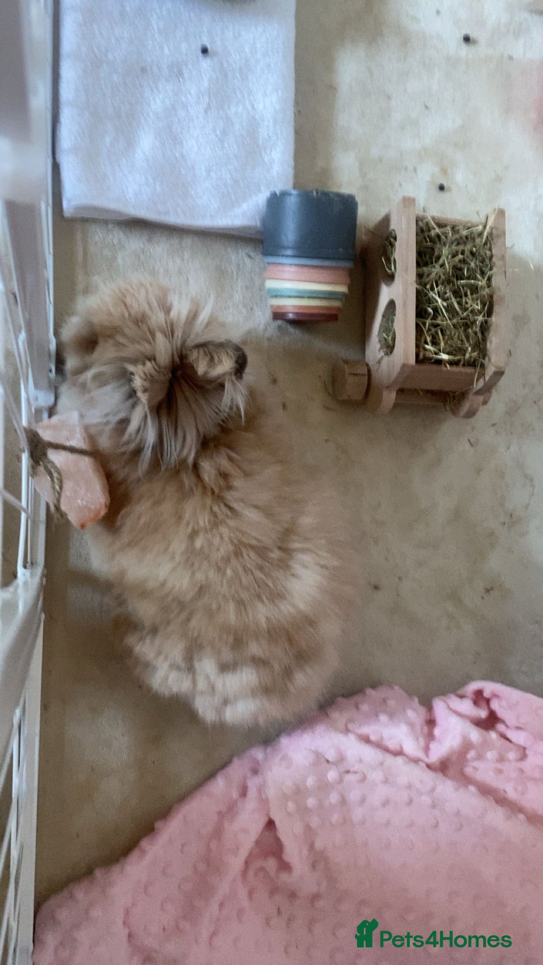 Mini Lion Lop rabbits for sale: Male mini lion lop  - Advert 4