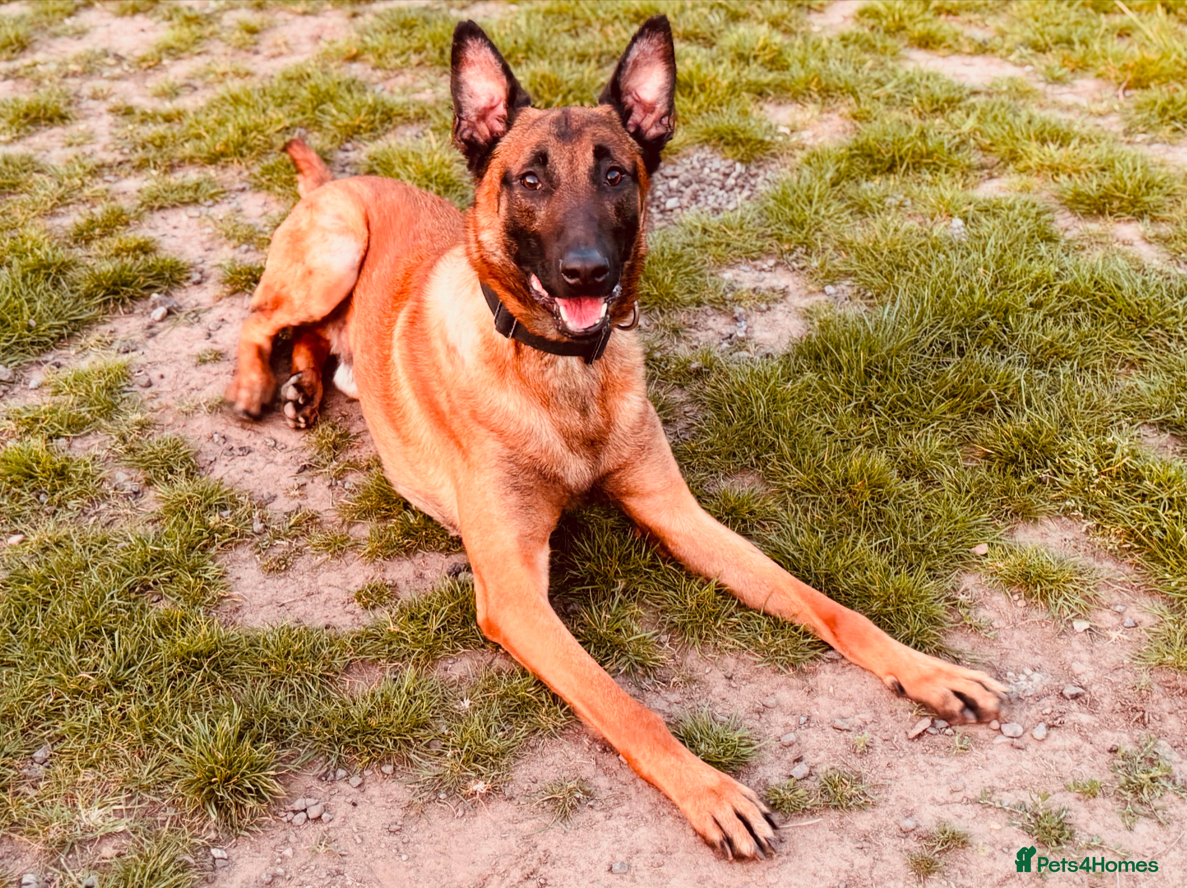 Belgian Shepherd Dog dogs NASDU2 KC Malinois Import for Stud - Advert 1