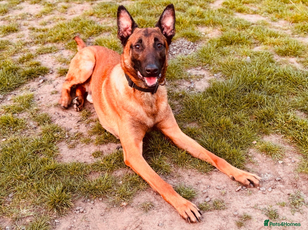 Belgian Shepherd Dog dogs for stud: NASDU2 KC Malinois Import for Stud - Advert 1