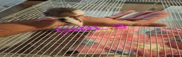Rat rodents for sale: Male and female baby dumbo rats  - Advert 7