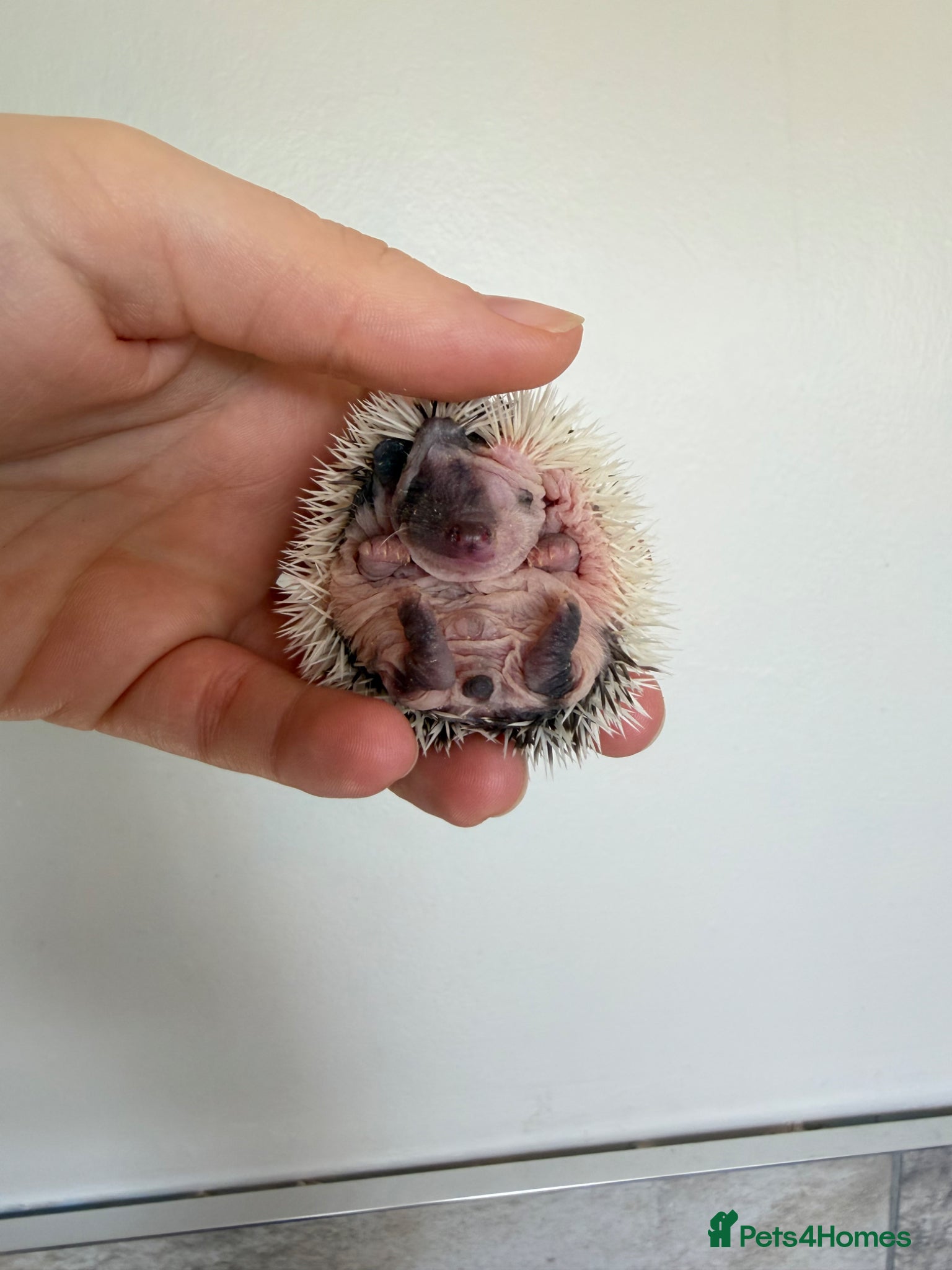 Pygmy Hedgehog rodents African Pygmy hedgehogs  - Advert 3