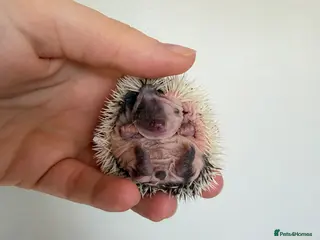 Pygmy Hedgehog rodents African Pygmy hedgehogs - Advert 3