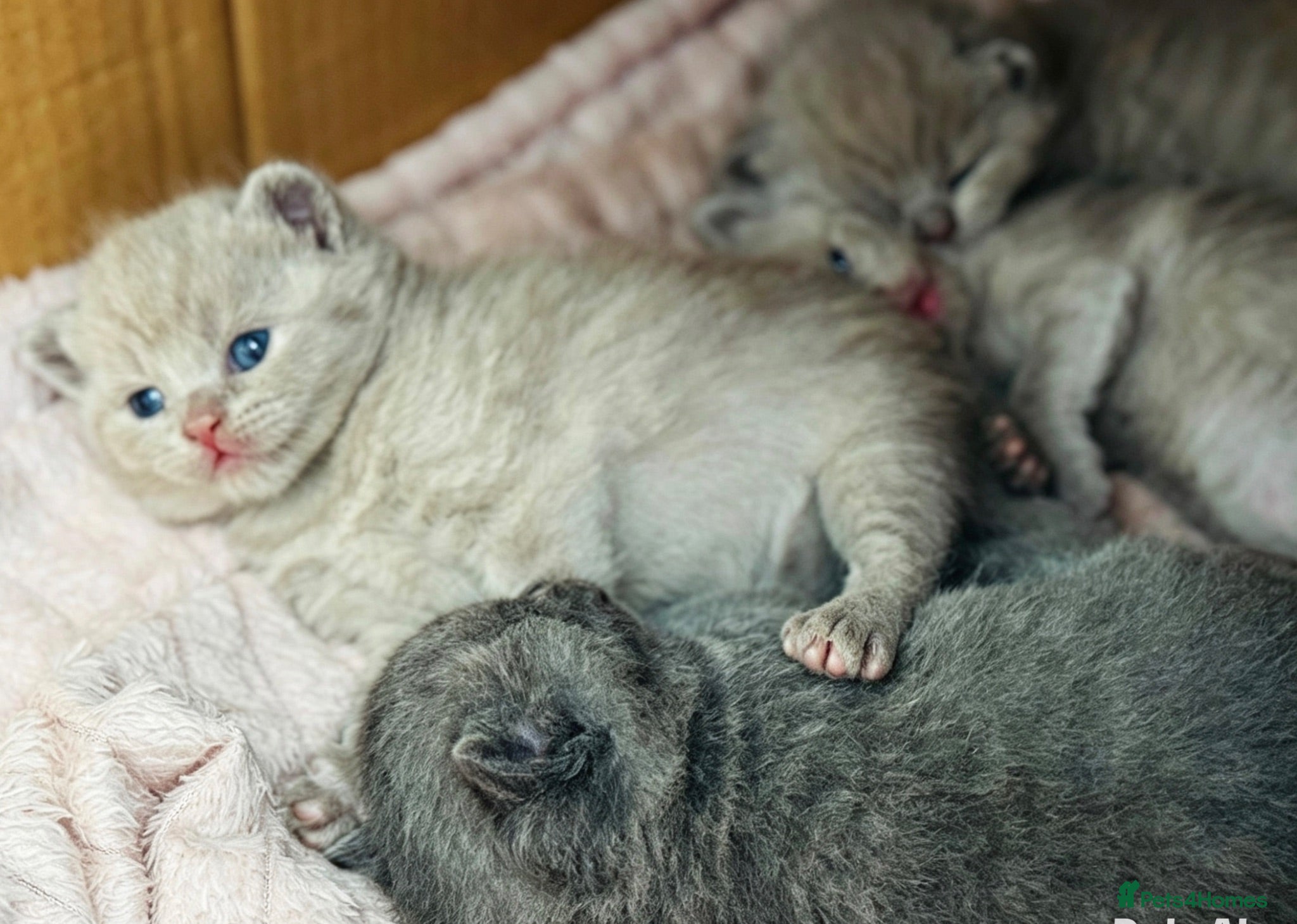 British Shorthair cats British Shorthair adorable Kittens Available 🤗 - Advert 4