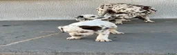 Dalmatian dogs for sale: Dalmatian beautiful - Advert 3