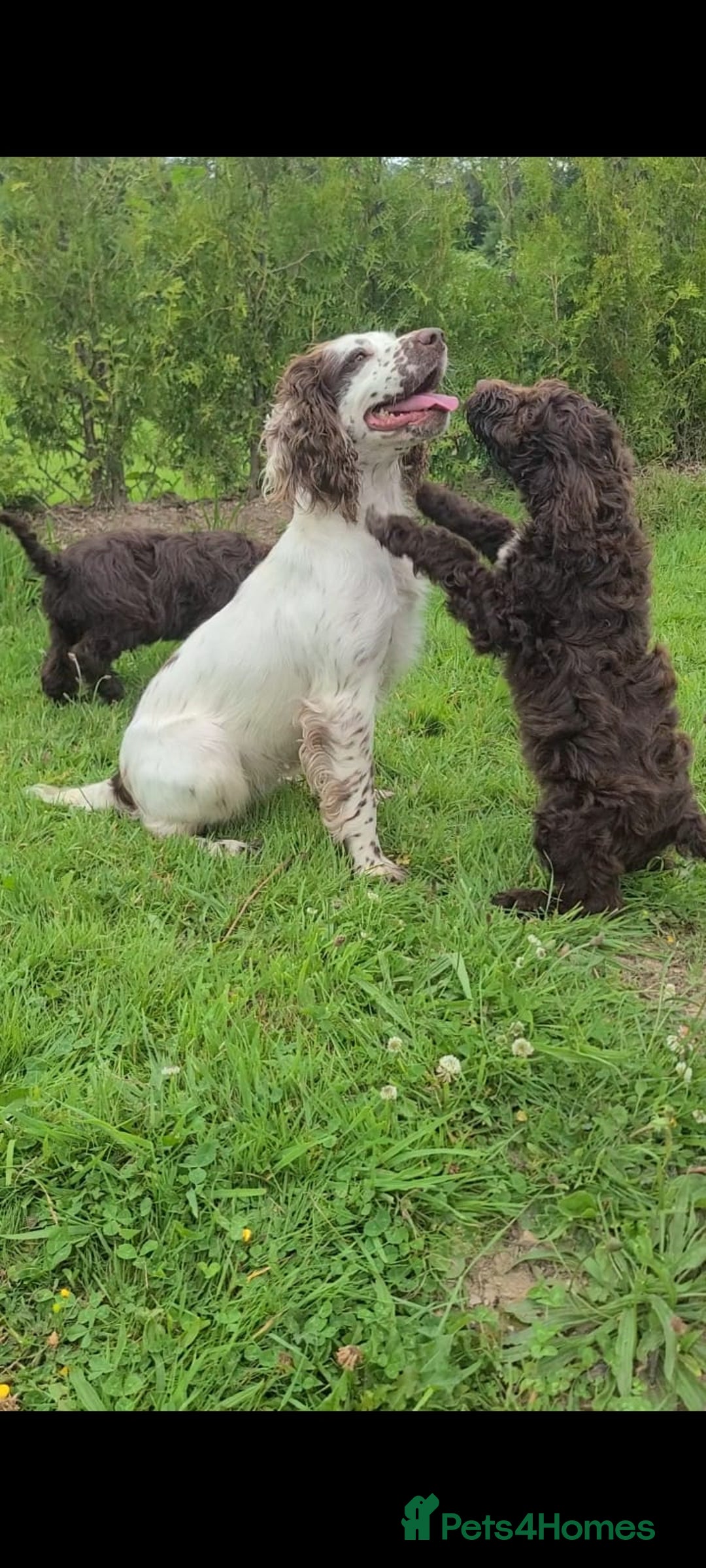 Sproodle dogs for sale: F1 Chocolate Spoodle Puppy - Girl - Image 4