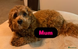 Cavapoo dogs for sale: 2 adorable male Cavapoo Puppies ! 🐾 - Image 7
