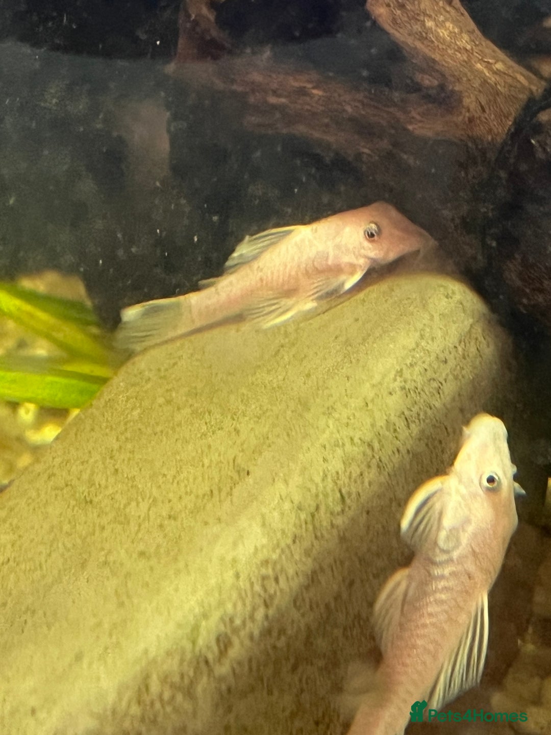 Plecos fish for sale: Snow White shortfin plecos - Image 3