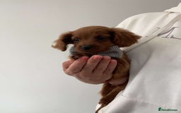 Cavapoo dogs for sale: STANLEY 🎀 - Image 20