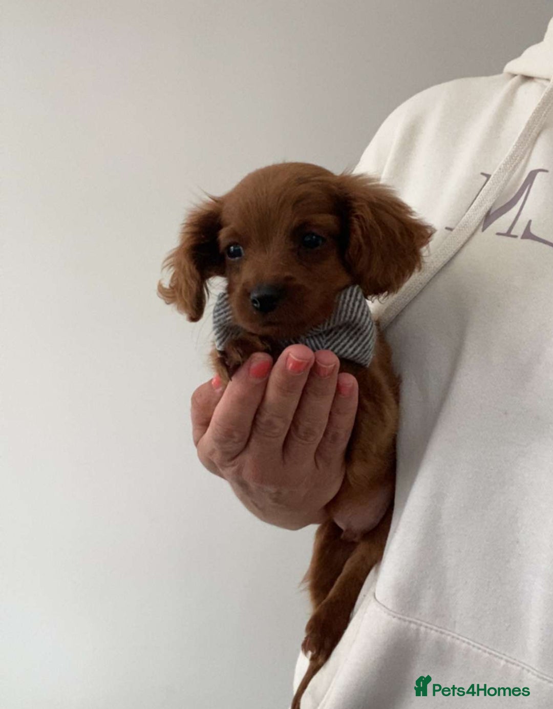 Cavapoo dogs for sale: STANLEY 🎀 - Image 20