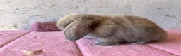 Mini Lop rabbits for sale: Mini lops - Advert 9