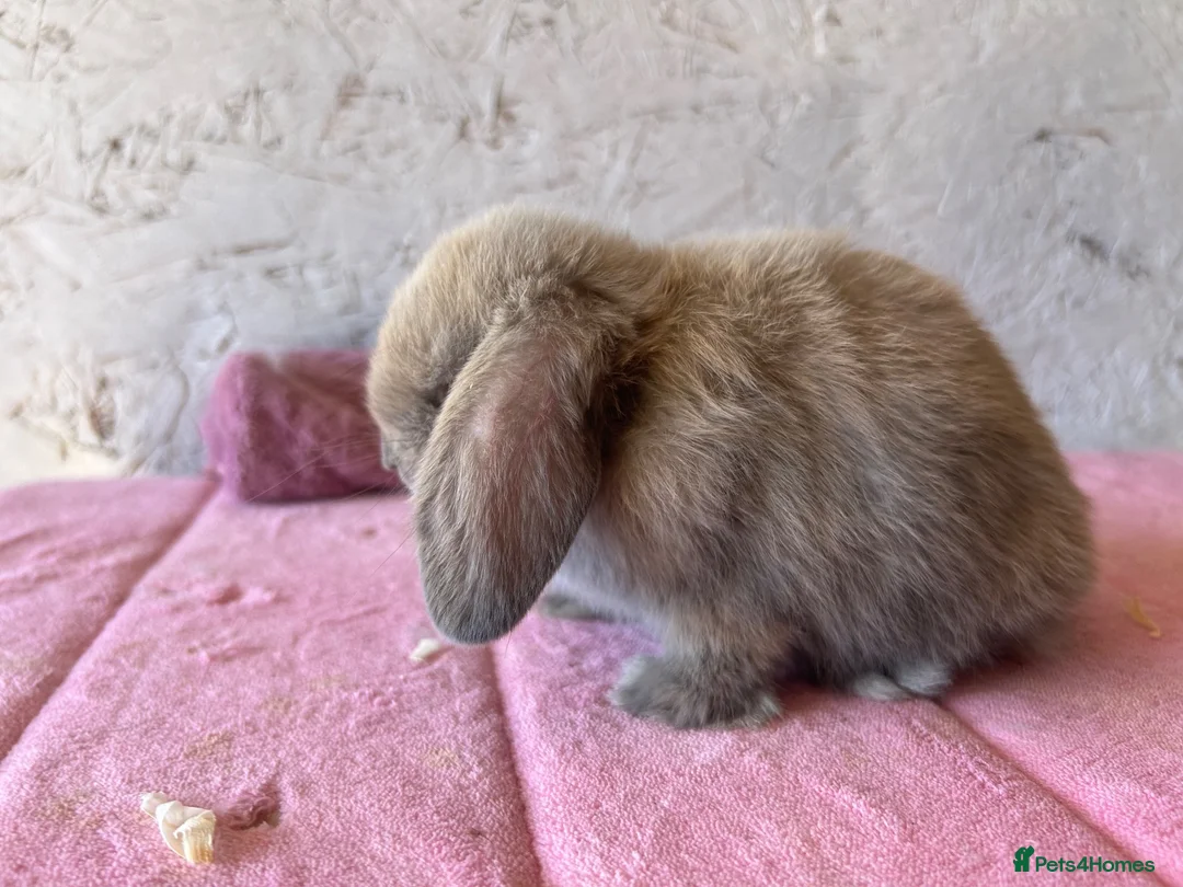 Mini Lop rabbits for sale: Mini lops - Advert 9