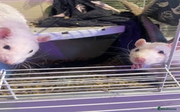Rat rodents for sale: Rats  - Image 2