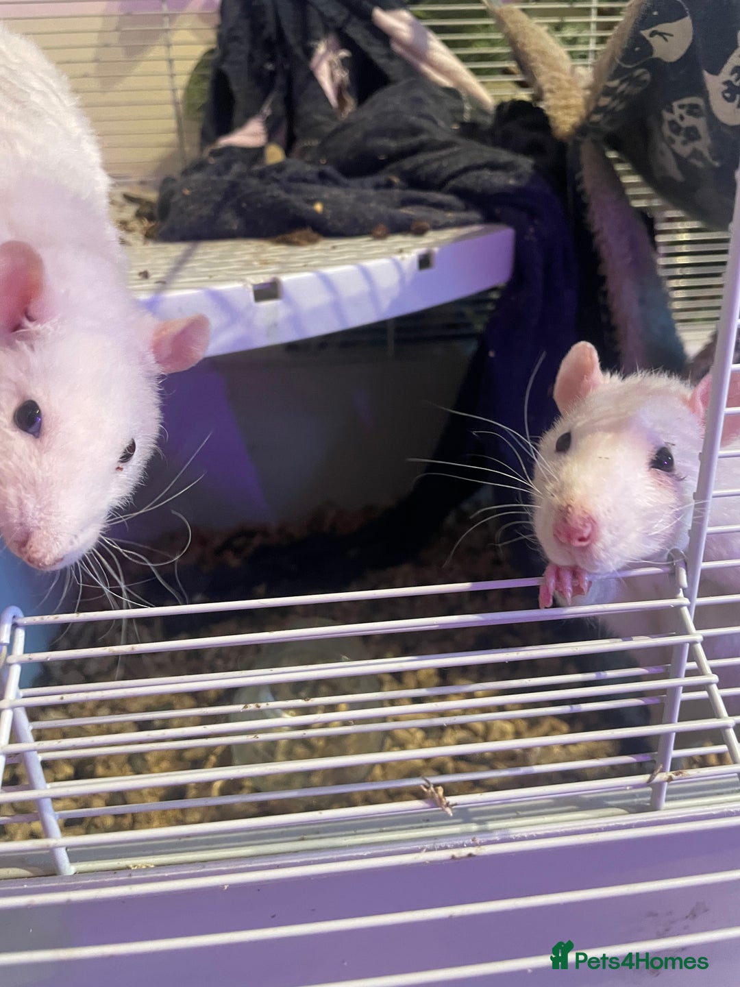 Rat rodents for sale: Rats  - Image 2