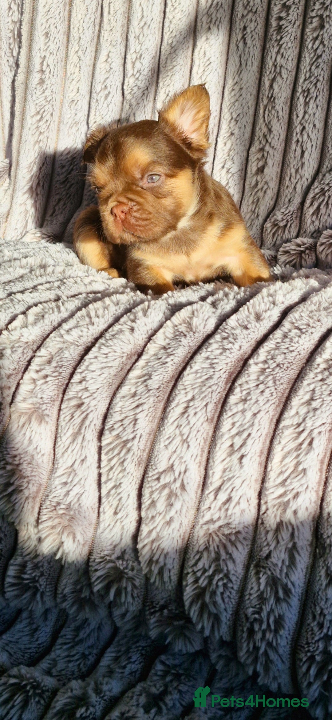 French Bulldog dogs for sale: Stunning puppies from £1500 - Advert 14