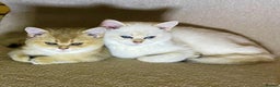 Scottish Fold cats for sale: SALE !!! LUXURY GOLDEN CHINCHILLA SCOTTISH FOLD  - Advert 2