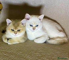 Scottish Fold cats SALE !!! LUXURY GOLDEN CHINCHILLA SCOTTISH FOLD - Advert 8