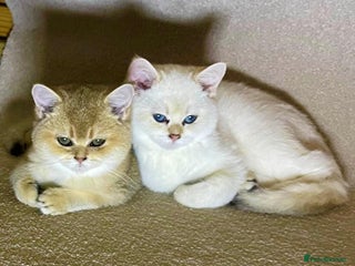 Scottish Fold cats - Advert 12