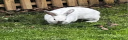 Mixed Breed rabbits for sale: Two rabbits  - Advert 7