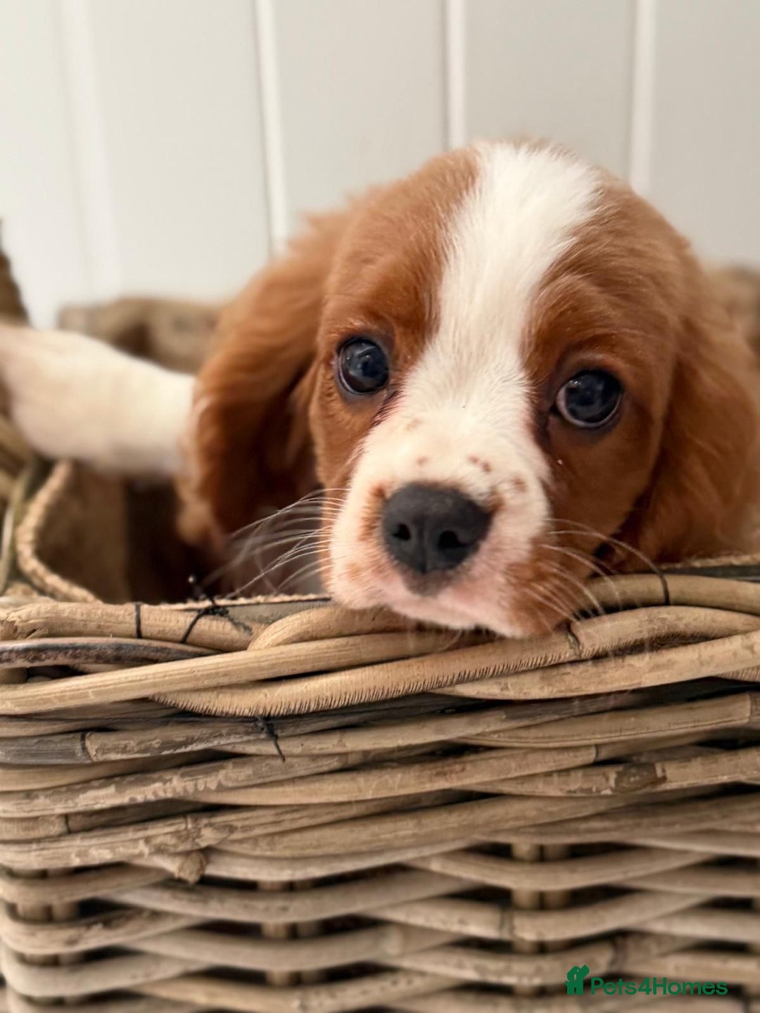 Cavalier King Charles Spaniel dogs for sale: Stunning Cavalier King Charles Spaniel Puppies  in Stafford - Image 2