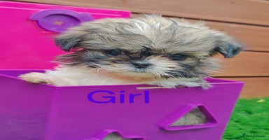 Shih Tzu dogs - Advert 14