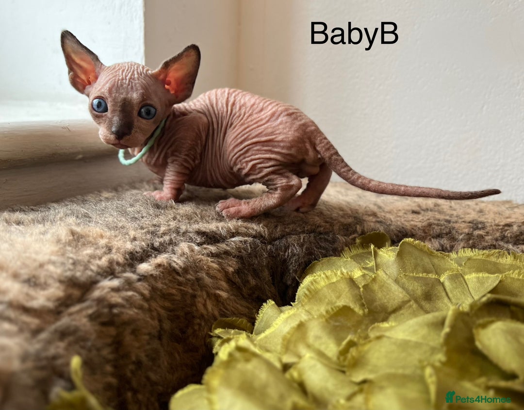 Sphynx cats for sale: Exquisite Sphynx Kittens - Image 14
