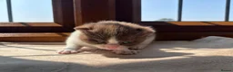 British Shorthair cats for sale: 2 female GCCF British short hair kittens - Advert 32