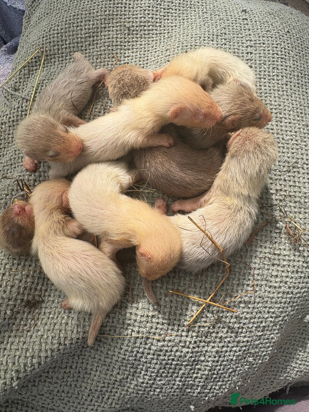 Ferret rodents for sale: Ferret kits albino X eu polecat - Image 4