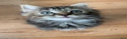Mixed Breed cats for sale: longhaired female kittens (half Ragdoll mother)  - Advert 9
