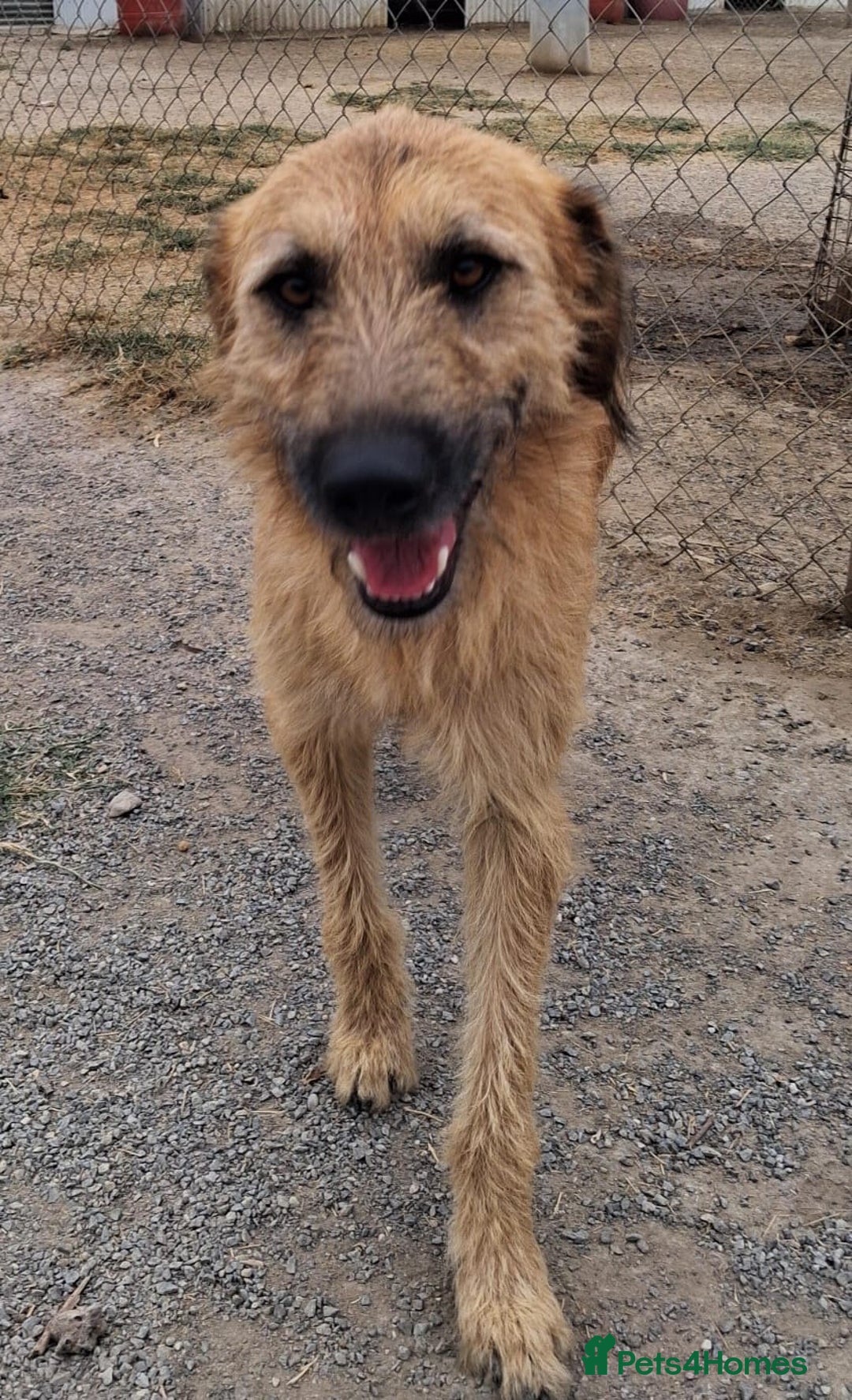 Mixed Breed dogs for adoption: Urgent 🚨 Can you please offer me a home 🏡  - Advert 10