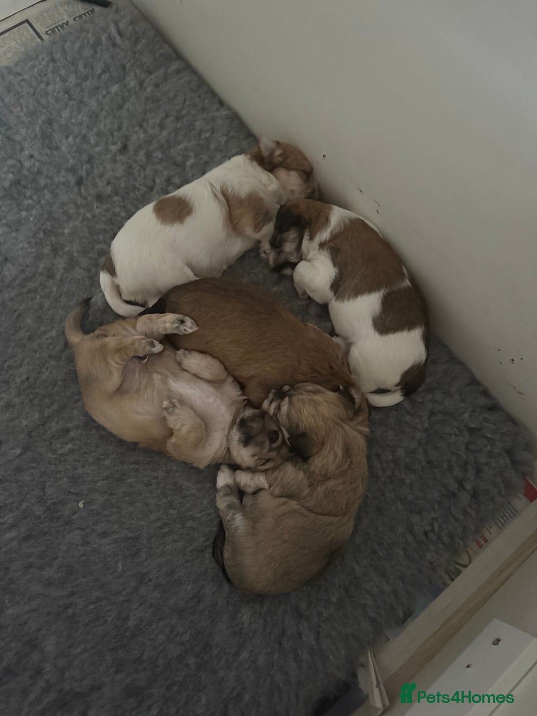 Mixed Breed dogs for sale: Absolutely gorgeous lhatese puppies - Advert 13