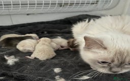 British Shorthair cats for sale: Gorgeous Pure British Shorthaired Kittens  - Image 11