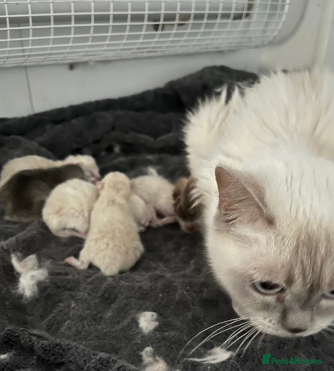 British Shorthair cats for sale: Gorgeous Pure British Shorthaired Kittens  - Image 11