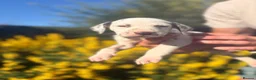 Dalmatian dogs for sale: Exceptional KC Dalmatian Puppies  - Advert 5
