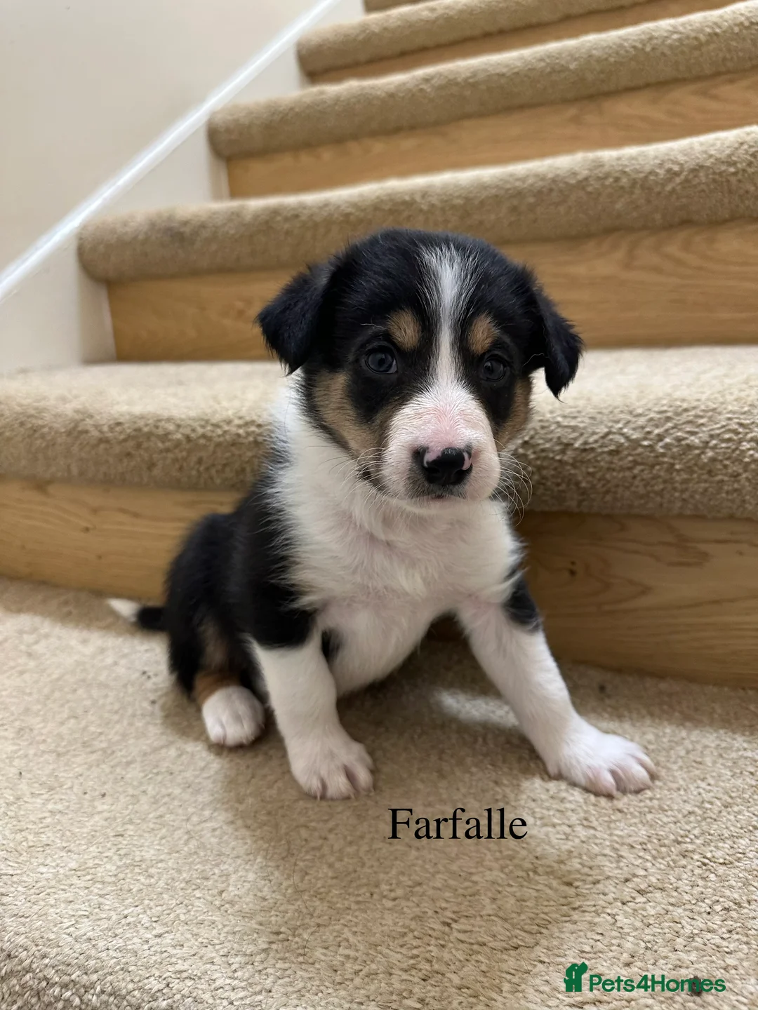 Border Collie dogs for sale: Beautiful Border Collie Puppies  🐾 in Cambridge - Advert 9