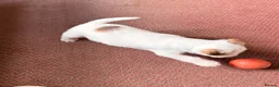 Parson Russell dogs for sale: Two Beautiful Parson Russell puppies - Advert 14