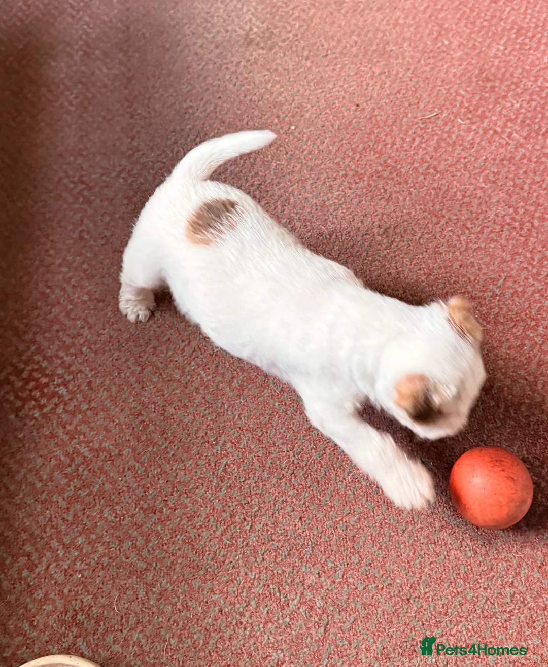 Parson Russell dogs for sale: Two Beautiful Parson Russell puppies - Advert 14