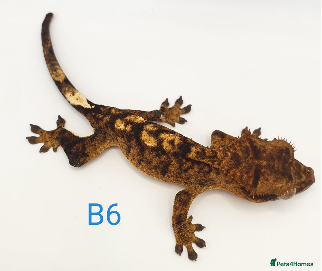 Gecko reptiles for sale: Juvenile Crested Geckos - Image 14