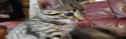 Bengal cats for sale: 4x Girls & 4x Boys – Stunning Bengal cross Kittens - Advert 21