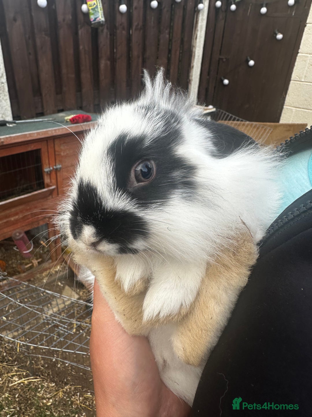 Lionhead rabbits for sale: Baby lion head rabbits for sale - Image 15