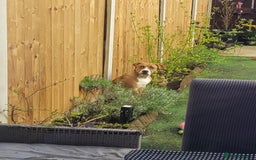Mixed Breed dogs for sale: Millie to be rehomed - Image 15