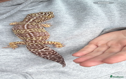 Gecko reptiles for sale: Leopard gecko and full set up - Image 2