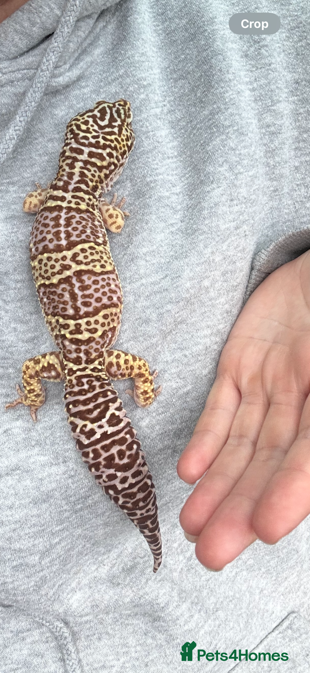 Gecko reptiles for sale: Leopard gecko and full set up - Image 2