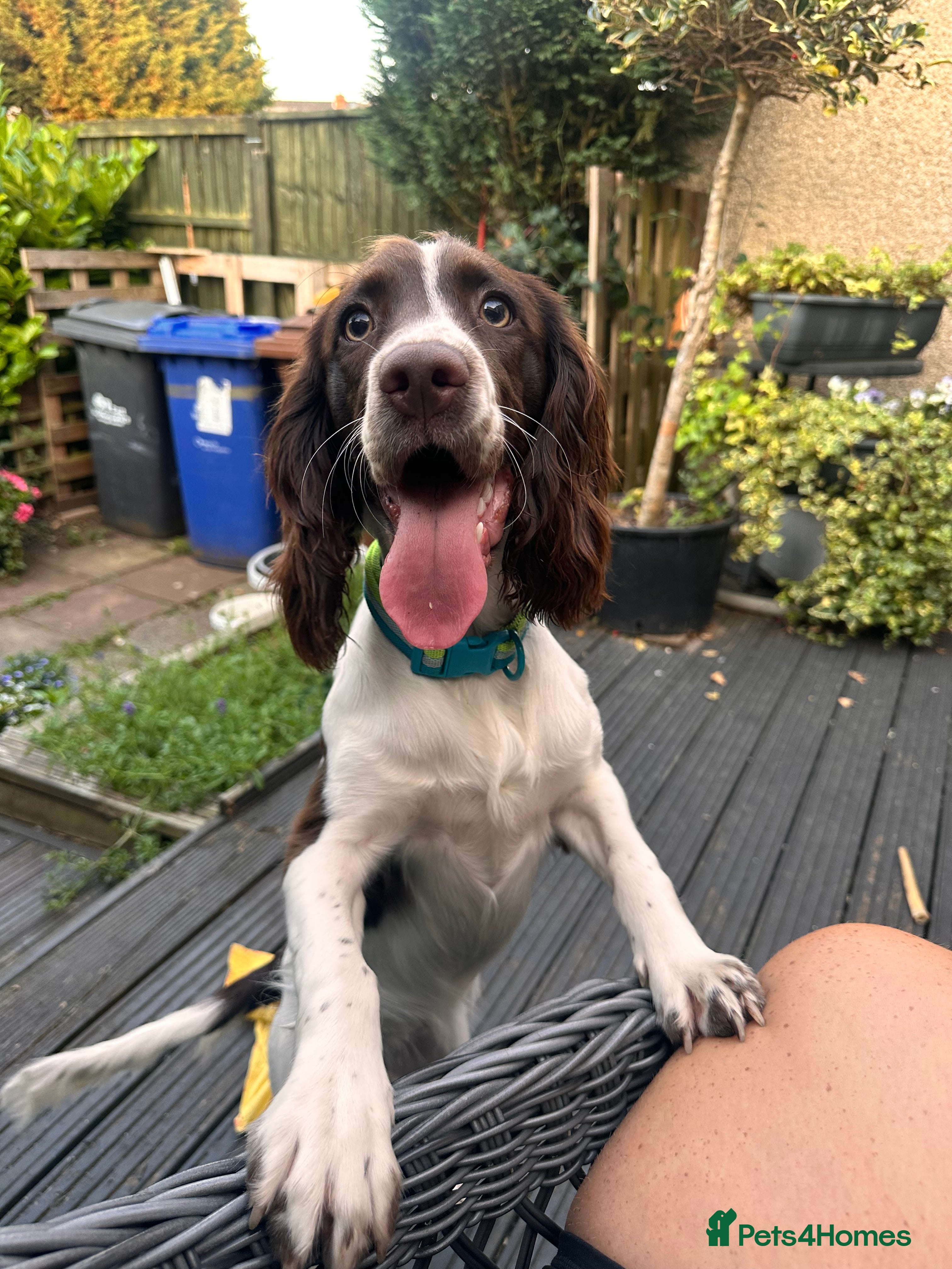 Sprocker dogs Sprocker one year - Advert 3