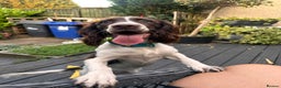 Sprocker dogs for sale: Sprocker one year - Advert 1